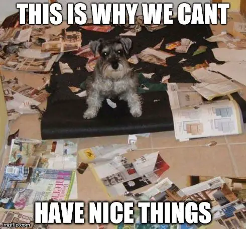 Schnauzer lying on the carpet with torn pieces of magazine photo with text - This is why we cant have nice things