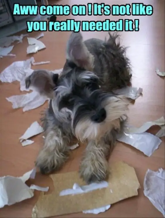 Schnauzer puppy lying on the floor with torn pieces of paper photo with text - Aww come on! It's not like you really needed it!