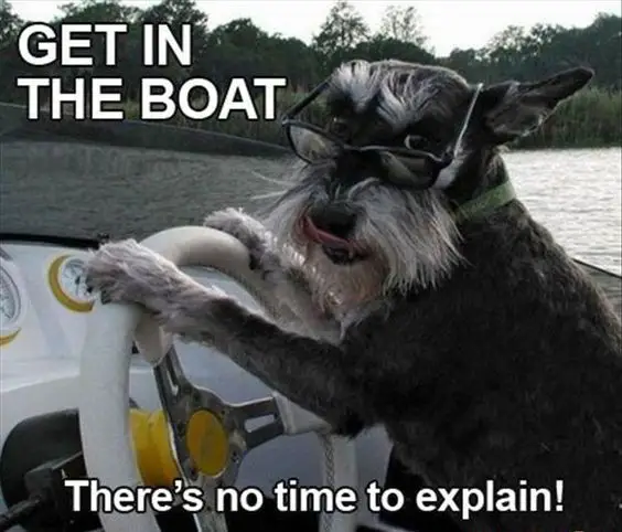 Schnauzer wearing glasses while driving a boat photo with text- Get in the boat, there's no time to explain