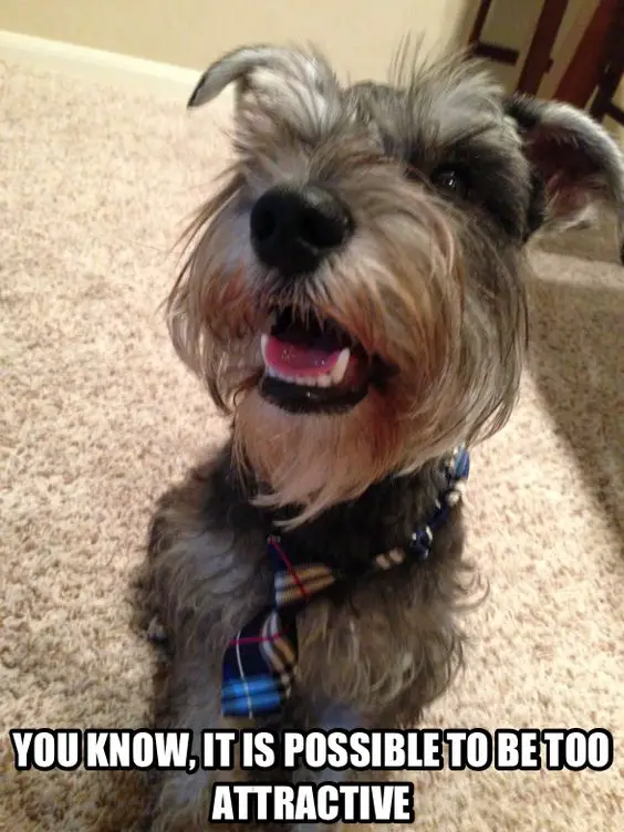 Schnauzer sitting on the carpet while looking up smiling photo with text - You know, it is possible to be too attractive