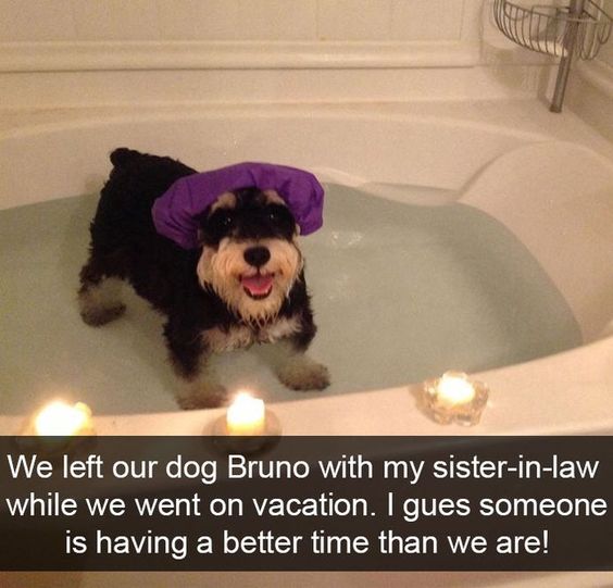 Schnauzer puppy wearing a purple shower cap standing in the bathtub filled with water and candle on the edge photo with a text - We left our dog Bruno with my sister-in-law while we wen on vacation. I guess someone is having a better time than we are!