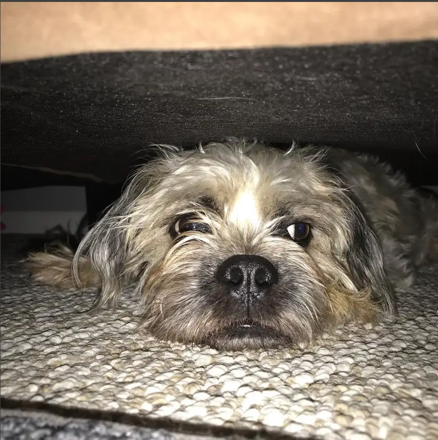 A Schnug dog lying under the couch