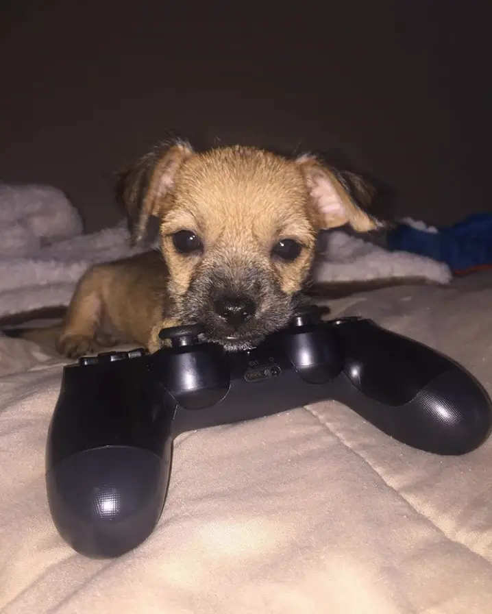A Schnug puppy lying on the bed with its face on top of a playstation remote control