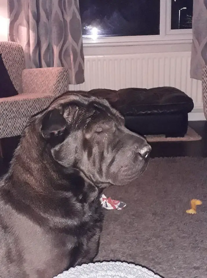 A black Shar-Pei sitting on the floor while closing its eyes at night