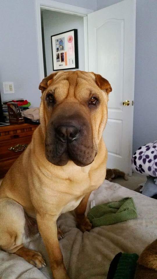 A Shar-Pei sitting on top of the bed