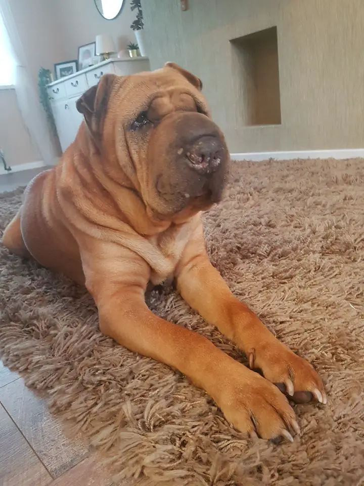 A Shar-Pei lying on the carpet with its sad face