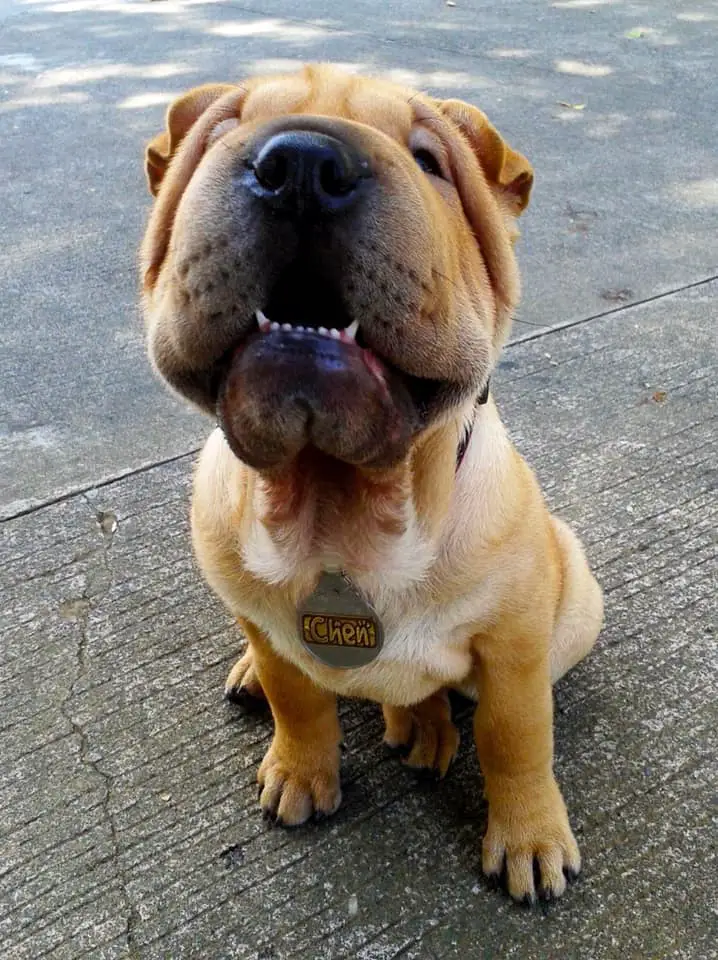 A Shar-Pei sitting on the pavement while smiling