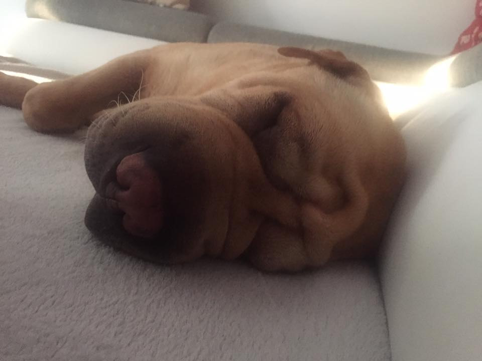 A Shar-Pei sleeping soundly on the couch