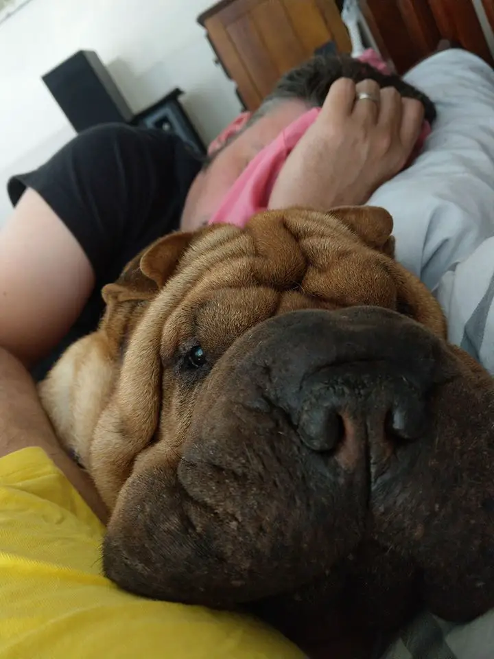 A Shar-Pei lying next to the person sleeping on the bed