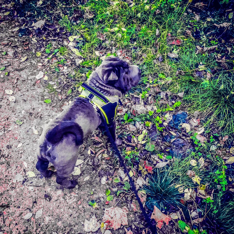 A Shar-Pei walking in the forest