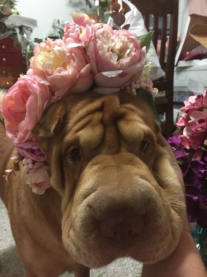 A Shar-Pei wearing a flower crown on top of its head