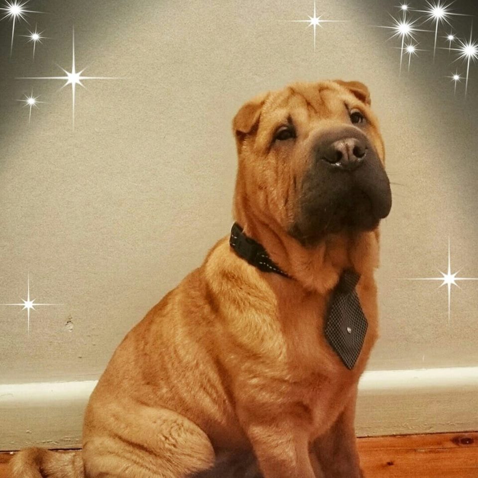 A Shar-Pei wearing a necktie while sitting on the floor