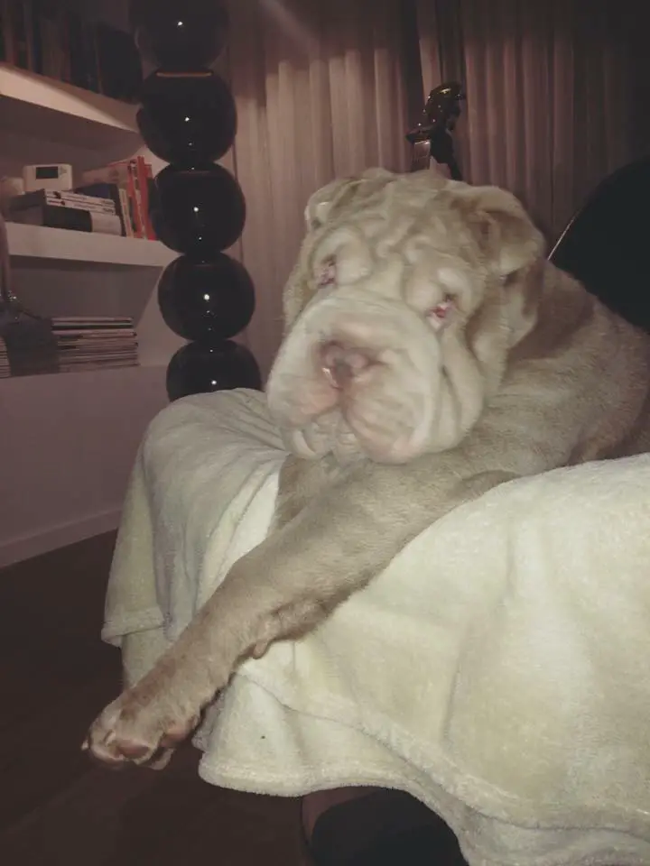 A Shar-Pei lying on top of the bed at night
