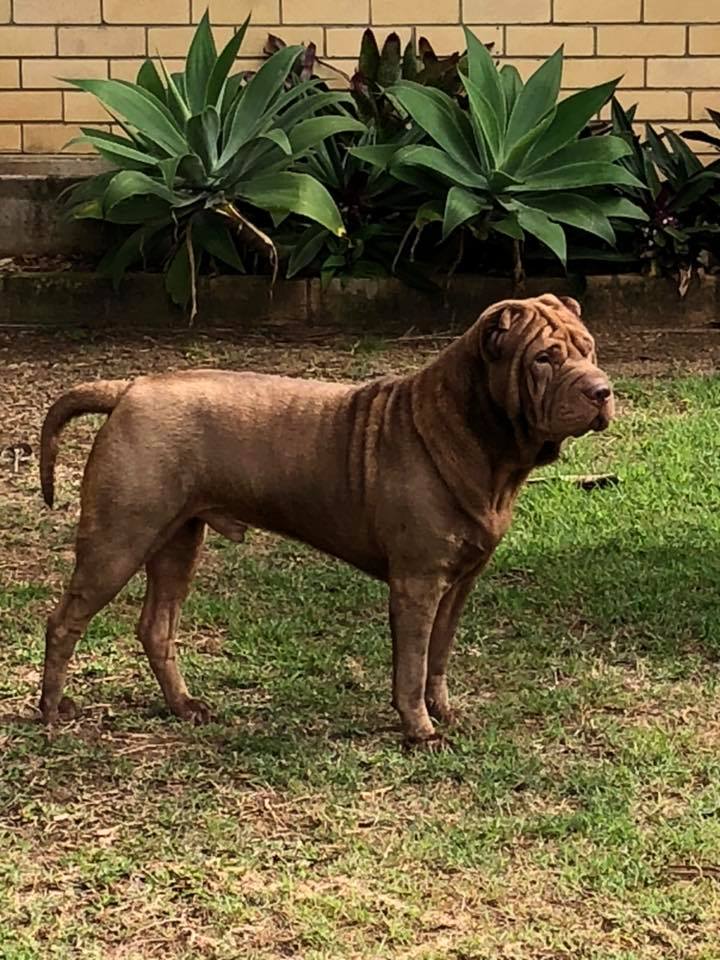 A Shar-Pei standing in the yard