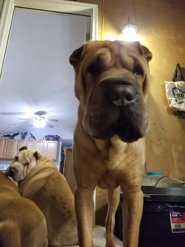 A Shar-Pei standing on the floor