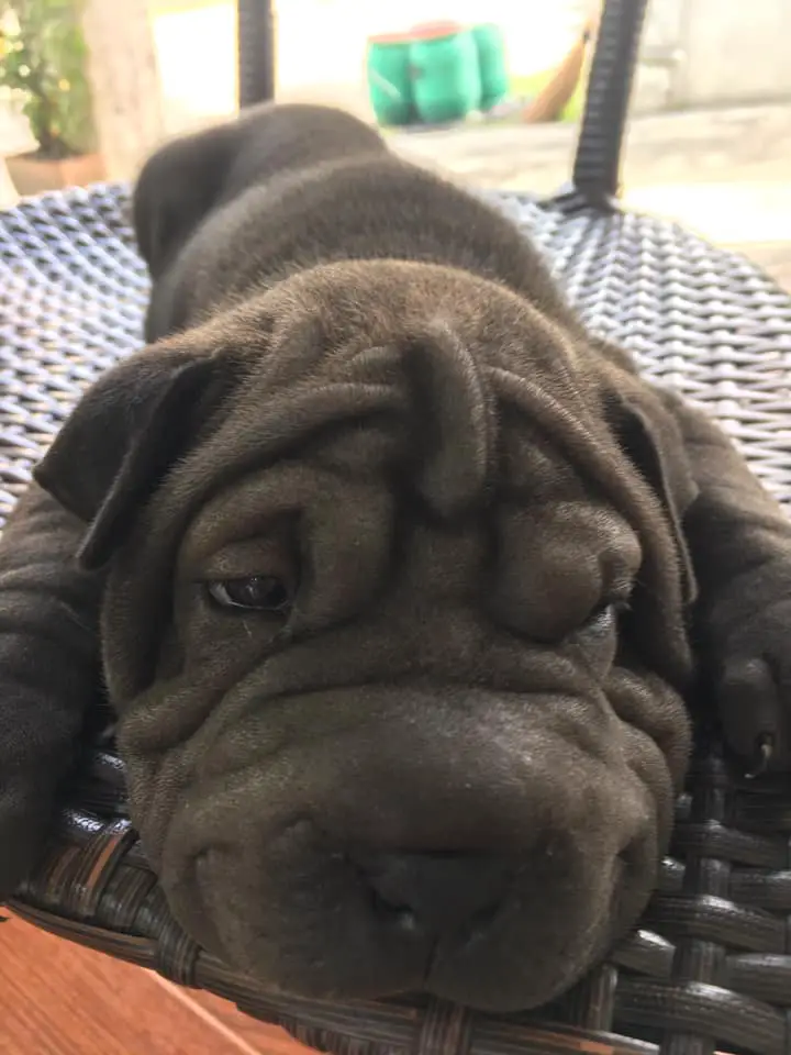 A tired Shar-Pei puppy lying on the chair