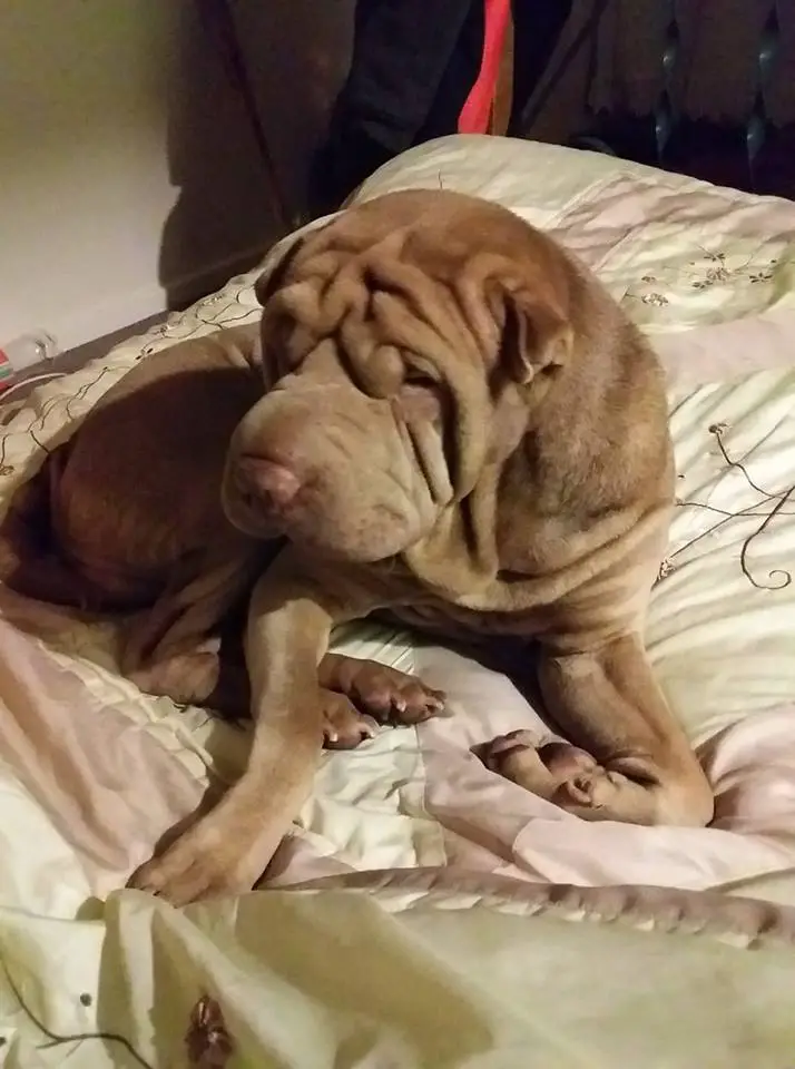 A Shar-Pei lying on top of the bed