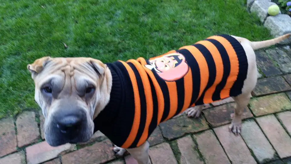 A Shar-Pei wearing a striped back and orange shirt while standing on the pavement