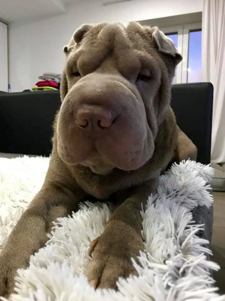 A Shar-Pei lying on the couch with its sleepy face