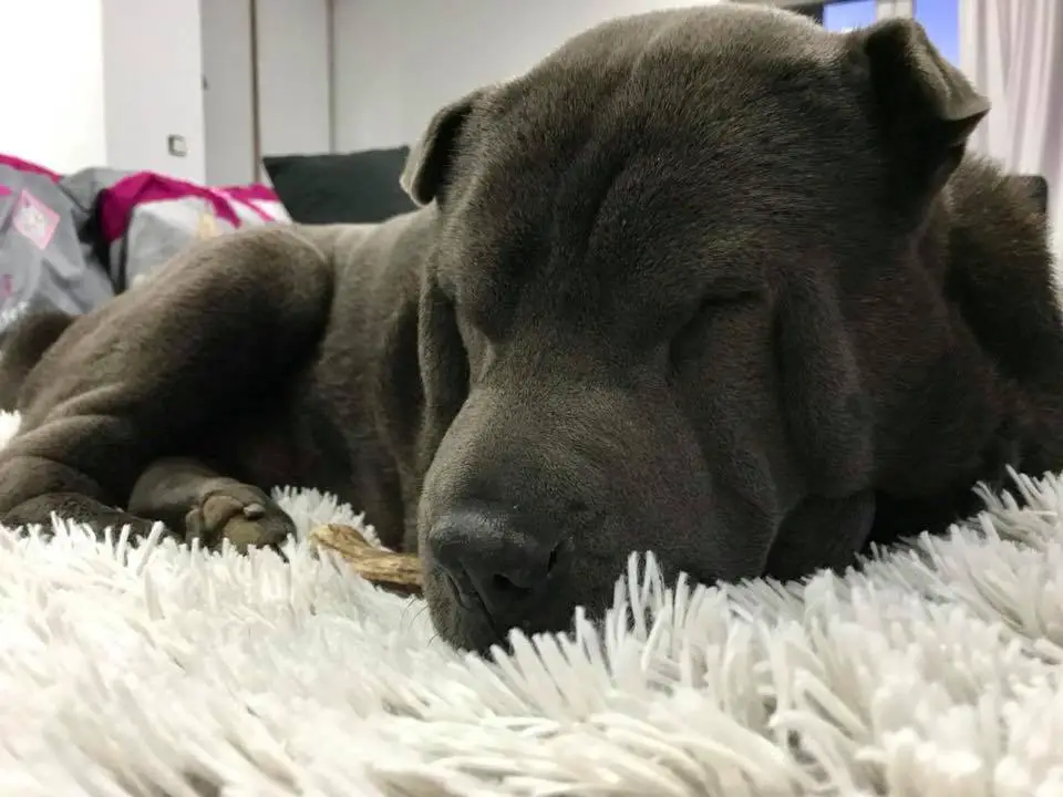 A Shar-Pei sleeping on the couch