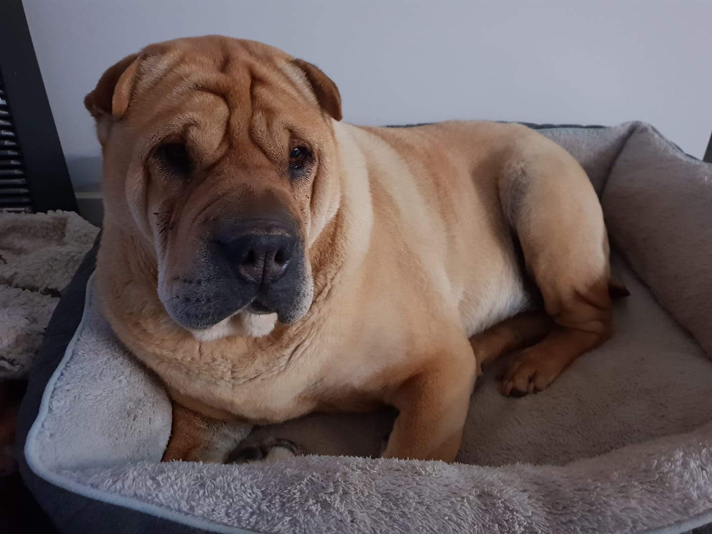 A Shar-Pei lying on its bed