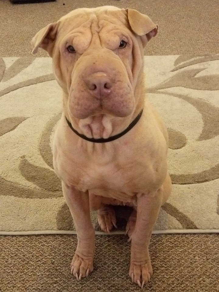 A Shar-Pei sitting on the carpet