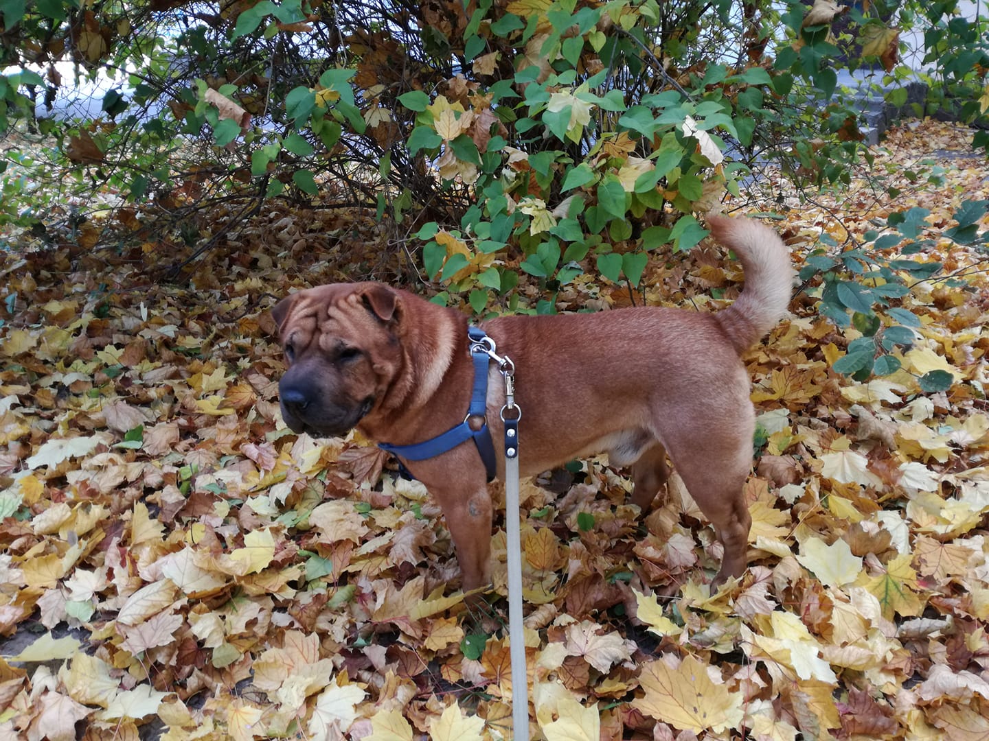 A Shar-Pei standing on top of the dried leaves at the park
