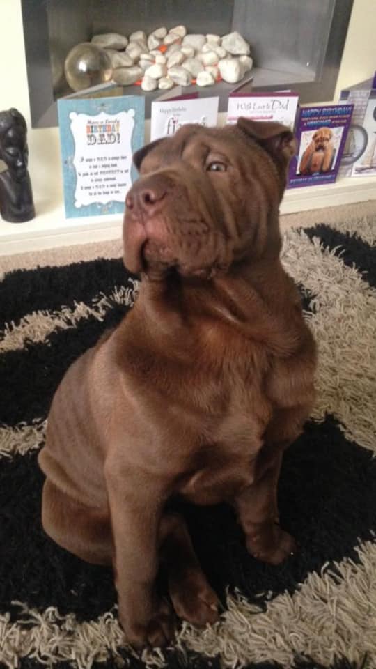 A Shar-Pei puppy sitting on the carpet