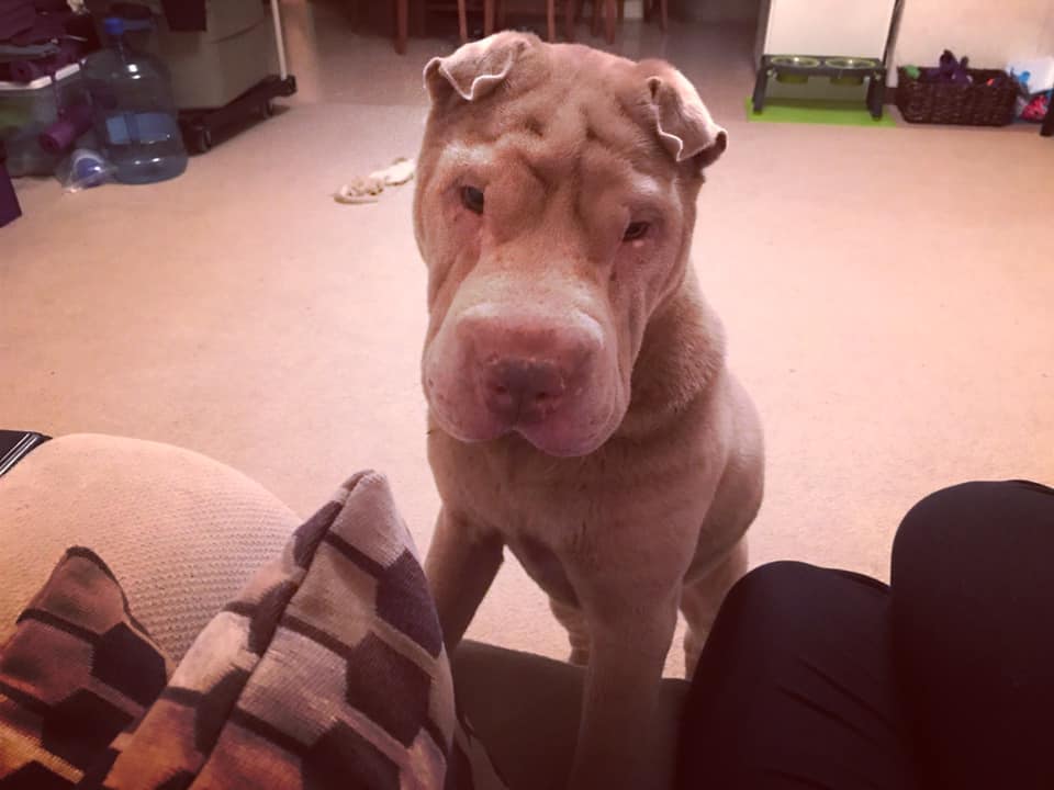 A Shar-Pei leaning towards the couch