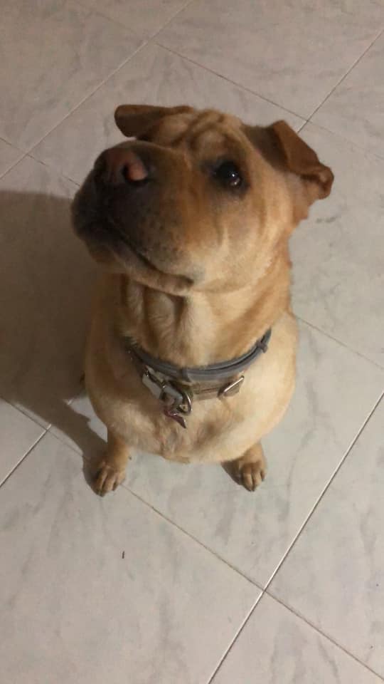 A Shar-Pei sitting on the floor with its begging face