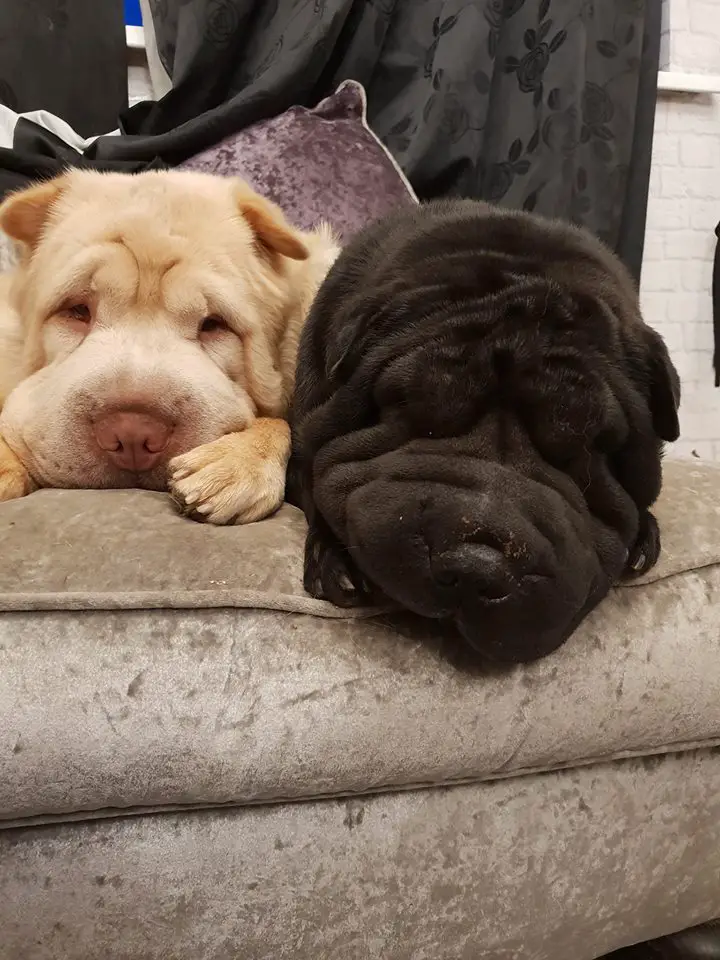 two Shar-Pei lying on top the couch