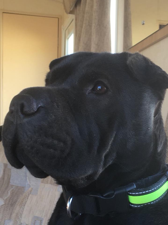 A black Shar-Pei sitting on the couch and looking sideways