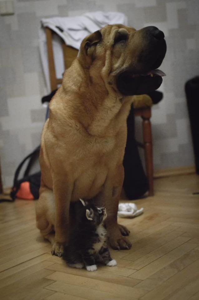 A Shar-Pei sitting on the floor with a cat under him staring up at him