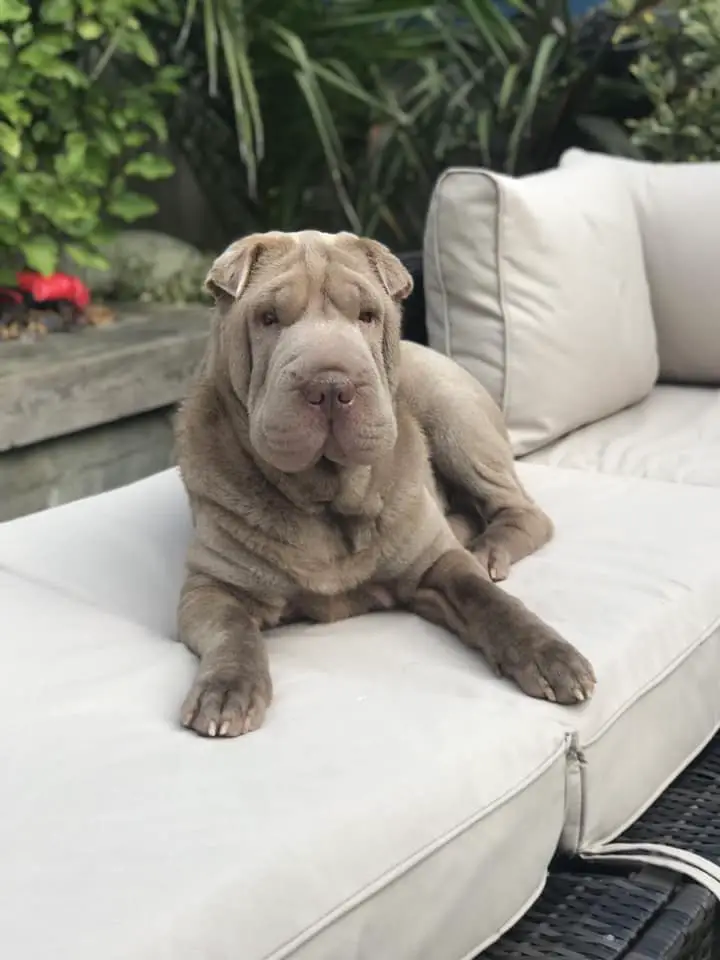 A Shar-Pei lying on the couch in the garden