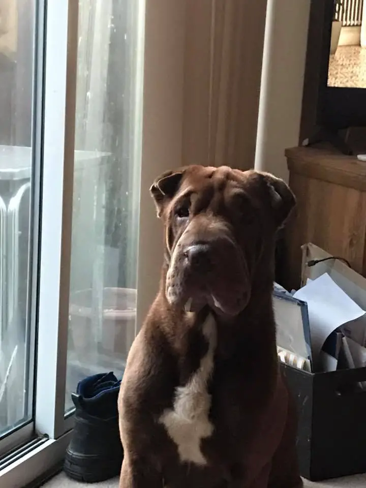 A Shar-Pei sitting on the floor next to glass window