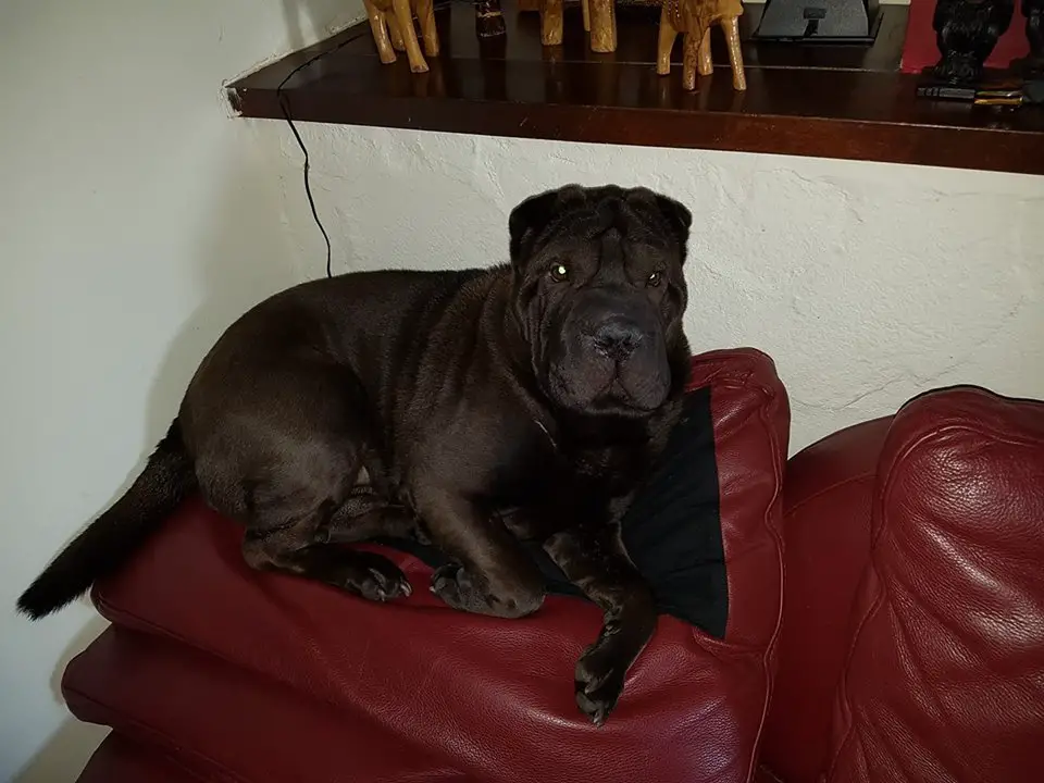 A Shar-Pei puppy lying on top of the couch