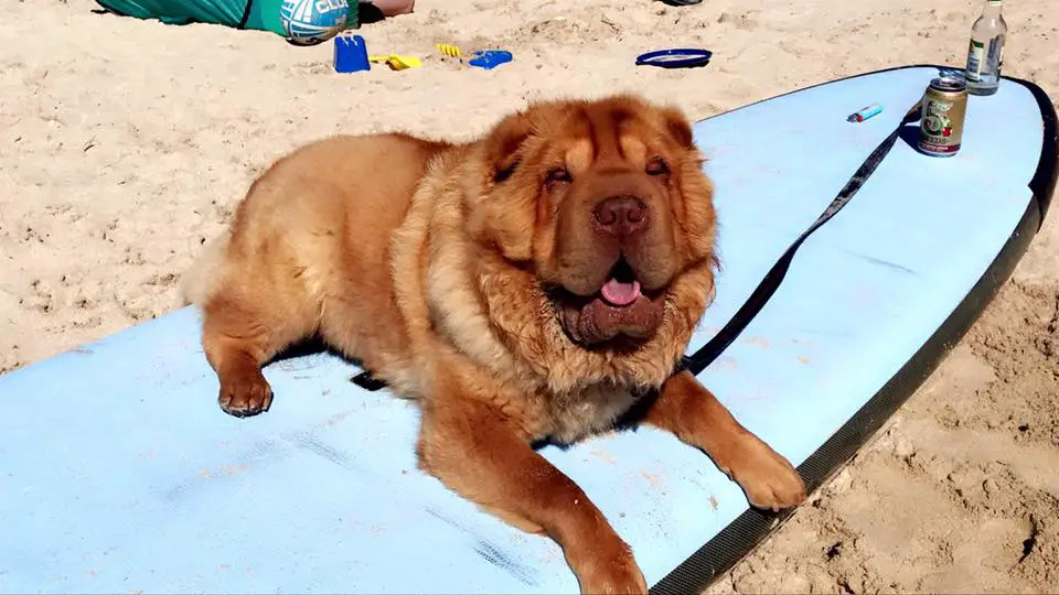 A Shar-Pei lying on top of the surfing board at the beach