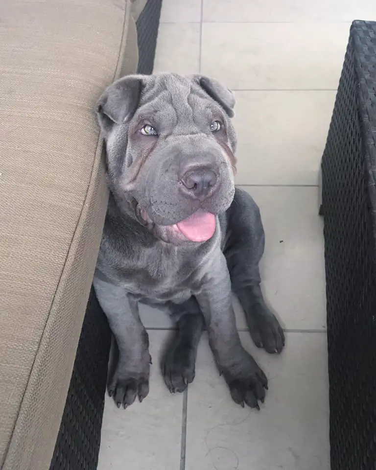 A Shar-Pei sitting on the floor while smiling