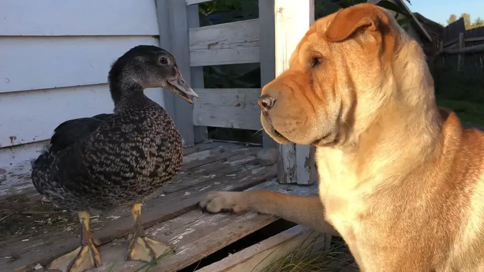 A Shar-Pei staring at the duck on top of the wooden floor