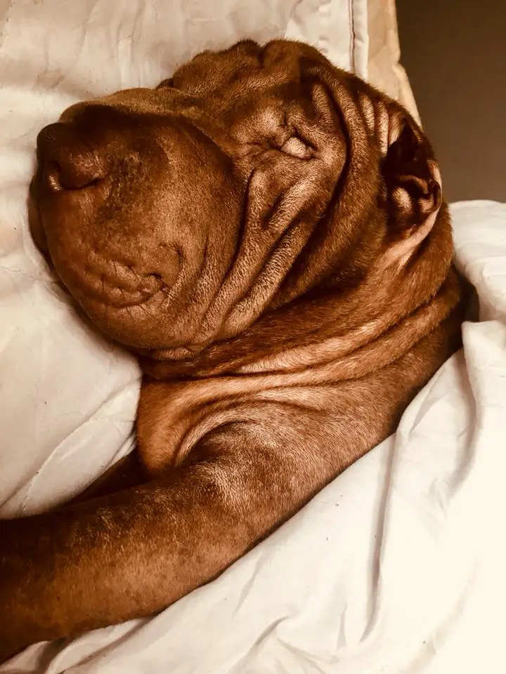 A Shar-Pei sleeping soundly on the bed