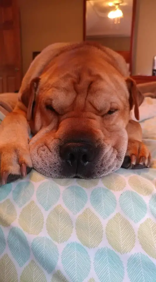 A Shar-Pei lying on top of the bed