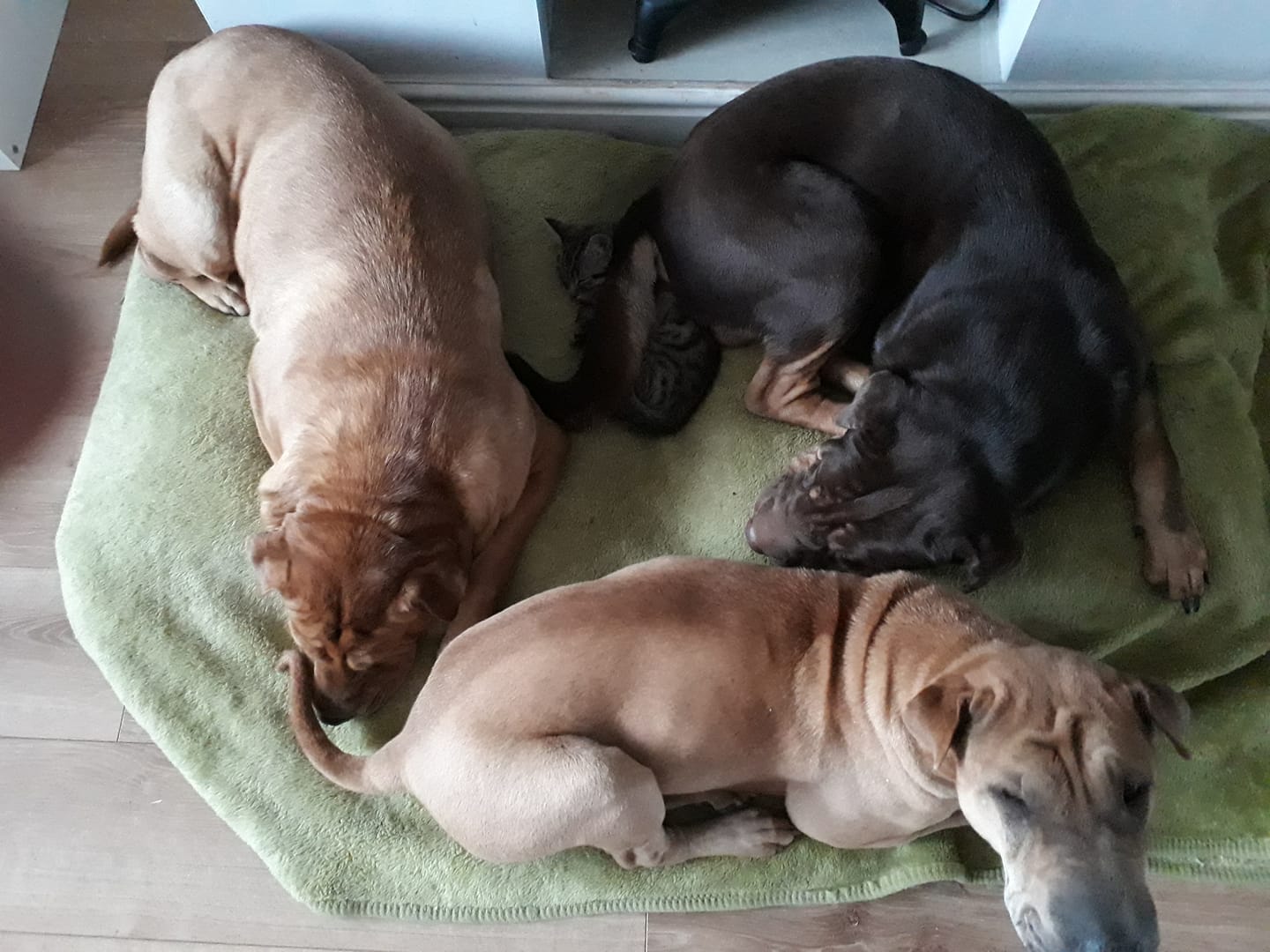 three Shar-Peis lying on the blanket on the floor