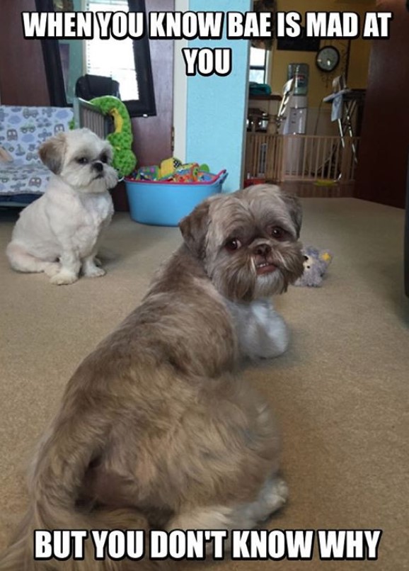 Shih Tzu lying on the floor looking back with a scared face while the white Shih Tzu behind is angry and a text 