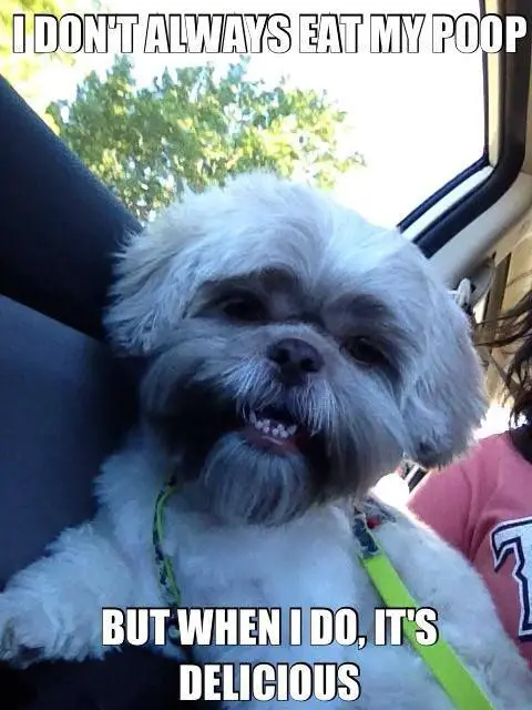 smiling Shih Tzu inside the car with a text 