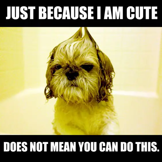 Shih Tzu in bath with a funky hair photo and a text 