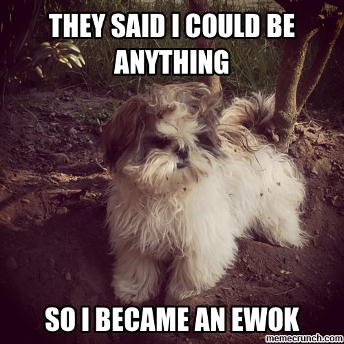 Shih Tzu lying on dirt photo with a text 