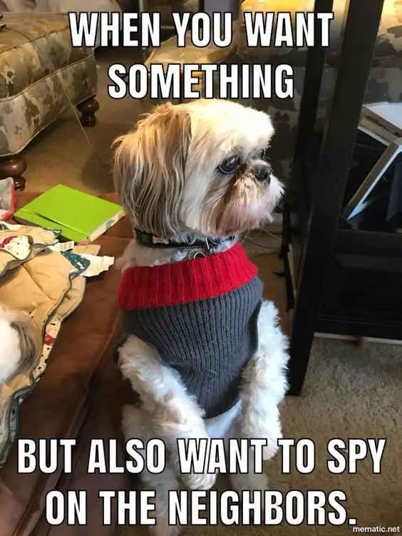 Shih Tzu wearing a red and gray sweater while sitting on the floor and looking on the right side photo with a text 