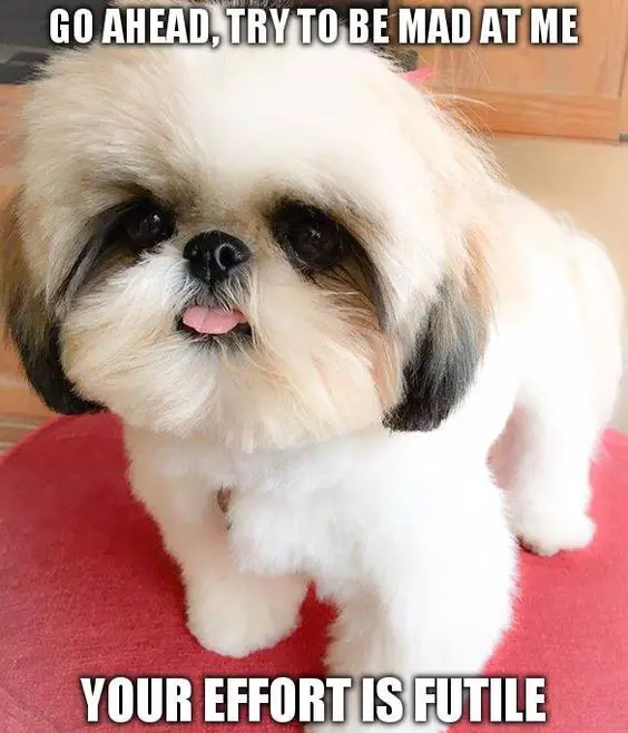 Shih Tzu sticking its tongue out with a text 