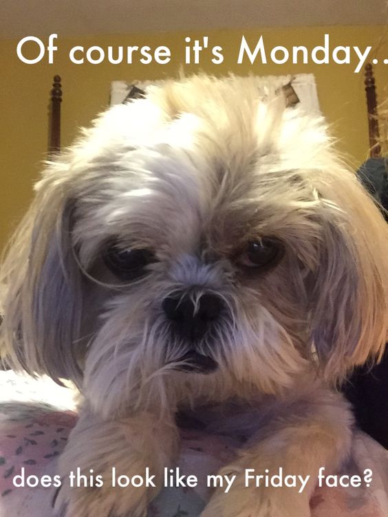 grumpy Shih Tzu photo with a text 