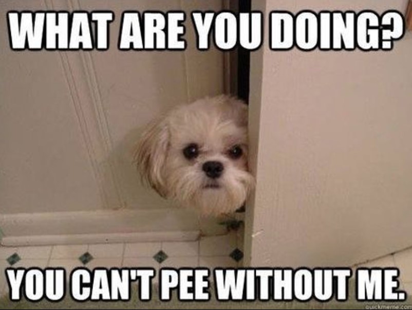 Shih Tzu peeking behind the door photo with a text 